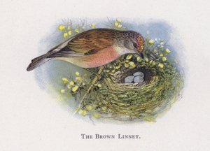 Den brune linnet av Alexander Francis Lydon