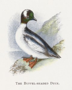 Buffelhodeanden av Alexander Francis Lydon