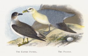 Capped Petrel, The Fulmar av Alexander Francis Lydon