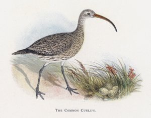Den vanlige curlew av Alexander Francis Lydon