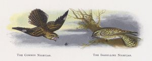 The Common Nightjar, The Isabelline Nightjar av Alexander Francis Lydon