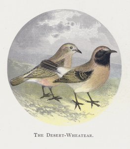 The Desert-Wheatear av Alexander Francis Lydon