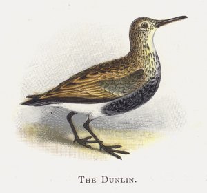 Dunlin av Alexander Francis Lydon