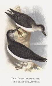 The Dusky Shearwater, The Manx Shearwater av Alexander Francis Lydon