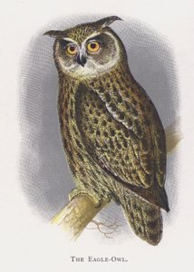 Ørneuglen av Alexander Francis Lydon