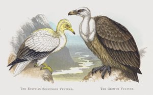 Den egyptiske åtselgribben, The Griffon Vulture av Alexander Francis Lydon
