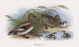 Gadwallen av Alexander Francis Lydon