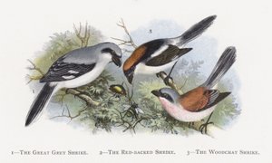 The Great Grey Shrike, The Red-backed Shrike, The Woodchat Shrike av Alexander Francis Lydon
