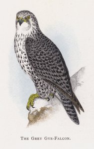 Den grå Gyr-falken av Alexander Francis Lydon