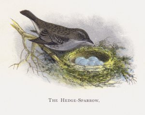 Hekkspurven av Alexander Francis Lydon