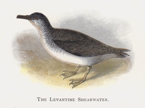 Den Levantinske Shearwater av Alexander Francis Lydon