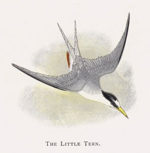 Den lille tern av Alexander Francis Lydon