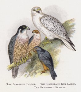 Vandrefalken, Grønlandsgyr-falken, Rødfotfalken av Alexander Francis Lydon