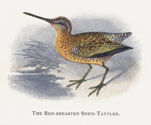 Rødbrystet snipe-tattler av Alexander Francis Lydon