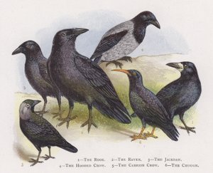 The Rook, The Raven, The Jackdaw, The Hooded Crow, The Carrion Crow, The Cough