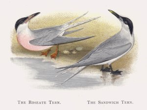 Roseatetern, Sandwichtern av Alexander Francis Lydon