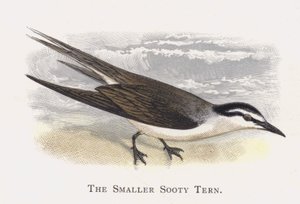 Den mindre sotete tern av Alexander Francis Lydon