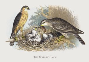 Sparrow-Hawk av Alexander Francis Lydon