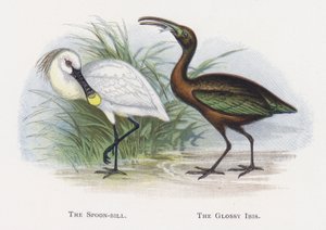 Skjenebben, Den blanke Ibis av Alexander Francis Lydon