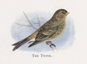 The Twite av Alexander Francis Lydon