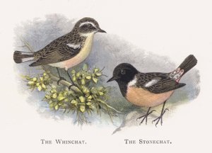 The Whinchat, The Stonechat av Alexander Francis Lydon