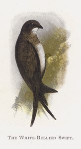 Den hvitmagede Swift av Alexander Francis Lydon