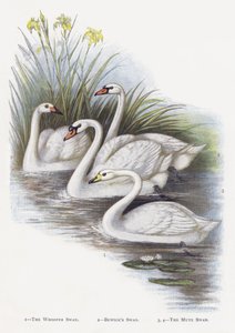 Sangsvanen, Bewicksvanen, Knopsvanen av Alexander Francis Lydon