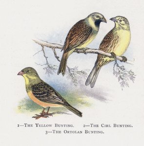 Gulspurven, Sirkelspurven, Ortolanspurven av Alexander Francis Lydon