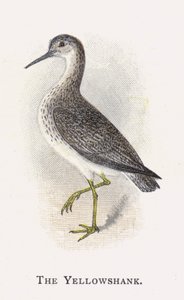 Yellowshank av Alexander Francis Lydon