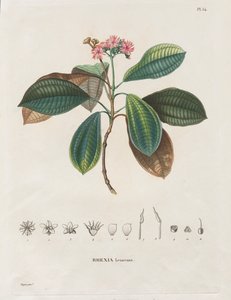Reise til jevndøgnsregionene på det nye kontinentet, laget i årene 1709 til 1804: Monografi av Melastomaceae: nr. 54 av Alexander, Freiherr von Humboldt