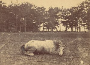 Is This Death - Antietam Battlefield, september 1862, 1862. av Alexander Gardner