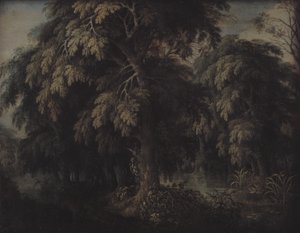Skogkledd landskap