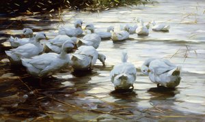 Ender i Shallow Water Reed; Ender i grunt sivvann av Alexander Koester