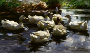 A.Koester, ender i dammen