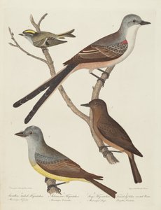 Svalhalefluesnapper, Arkansas fluesnapper, Say's Fluesnapper og hunn ... Wren.