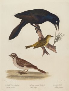 Kråkehunnhunn, oransjekronsanger, lerkefink av Alexander Lawson after Titian Ramsay Peale