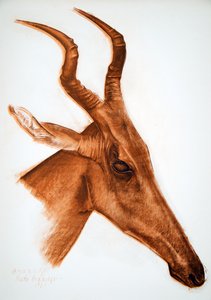 Antilope Jackson (Am Dafok), fra Drawings and Paintings of Africa, henrettet under Citroen Center Africa-ekspedisjonen, andre Haardt Audouin-Dubreuil-oppdraget, pub. Paris, 1927