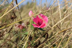 blomstre i vinden av Alexandra Joseph