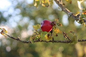 Epletreet av Alexandra Joseph