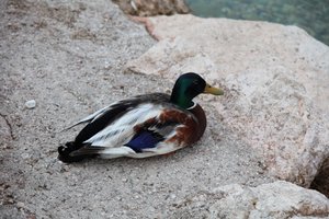 The Ducks av Alexandra Joseph