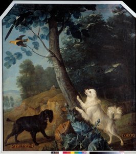 Merluzine og Cocoq, hundene til Ludvig XIV (1638-1715). Maleri av Francois Desportes (1661-1743) av Alexandre Francois Desportes