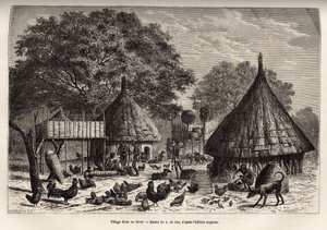 Village Diour om vinteren (Sudan) og daglige aktiviteter til innbyggerne i midten av dyr oppdratt av samfunnet, gravering etter tegningen av A. de Bar, som illustrerer reisen til hjertet av Afrika i 1868-1871, av Dr. Georges Schweinfurt