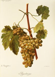 Agostenga-drue av A. Kreyder av Alexis Kreyder