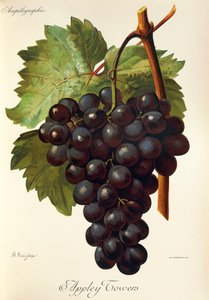 Appley Towers drue. Illustrasjon av A. Kreyder., Pessione, fra Traite General de Viticulture. Ampelografi av Alexis Kreyder