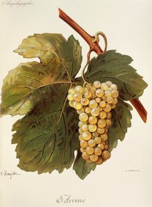 Arvine-drue av A. Kreyder av Alexis Kreyder