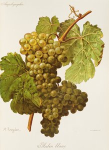 Aubin Blanc-drue av A. Kreyder av Alexis Kreyder