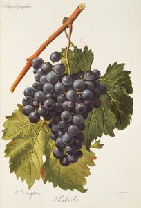 Bibiola drue av A. Kreyder av Alexis Kreyder