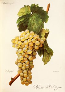 Blanc du Valdigne drue av A. Kreyder av Alexis Kreyder