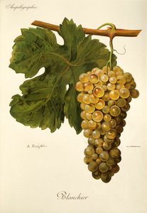 Blanchier-drue av A. Kreyder