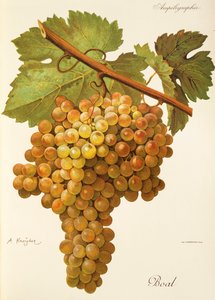 Boal-drue av A. Kreyder av Alexis Kreyder